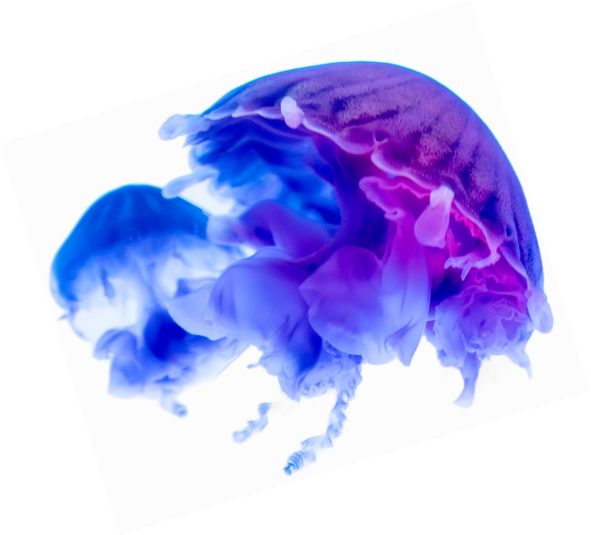 Jelly Fish OLED noctiluca